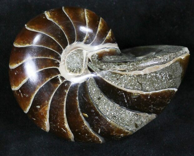 Cretaceous Nautilus Fossil - Madagascar #28827